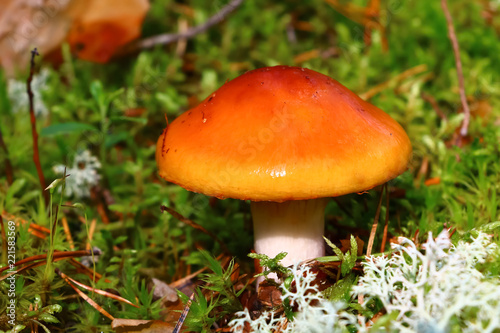 red toadstool, mushroom in the forest in autumn