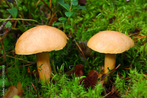 Boletaceae, mushroom in the forest in autumn © ILIA