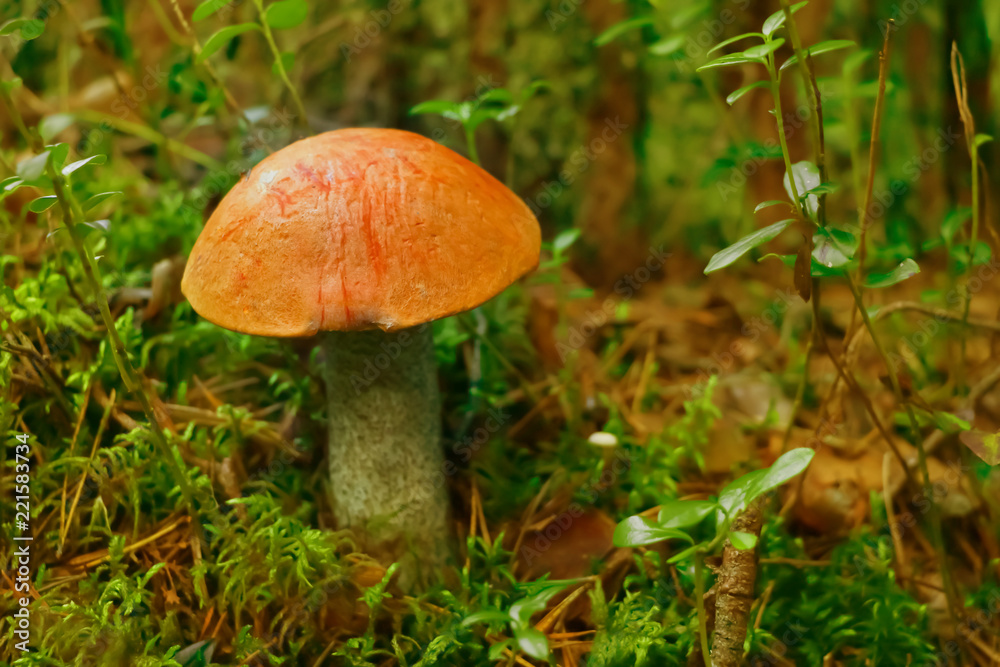 Leccinum red, mushroom in the forest in autumn Leccinum red, mushroom in the forest in autumn
