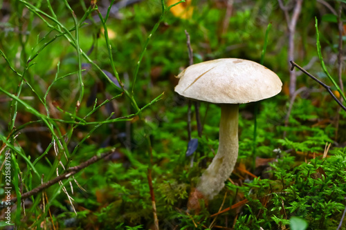 Leccinum, mushroom in the forest in autumn