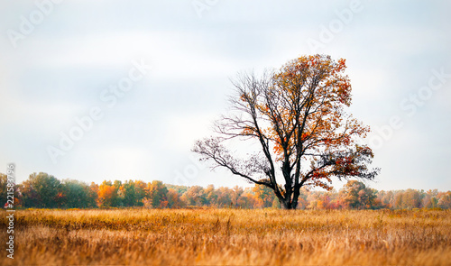 autmn landscape withe one single tree with red leaves with field in front of him and forest behind