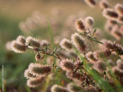 herbst