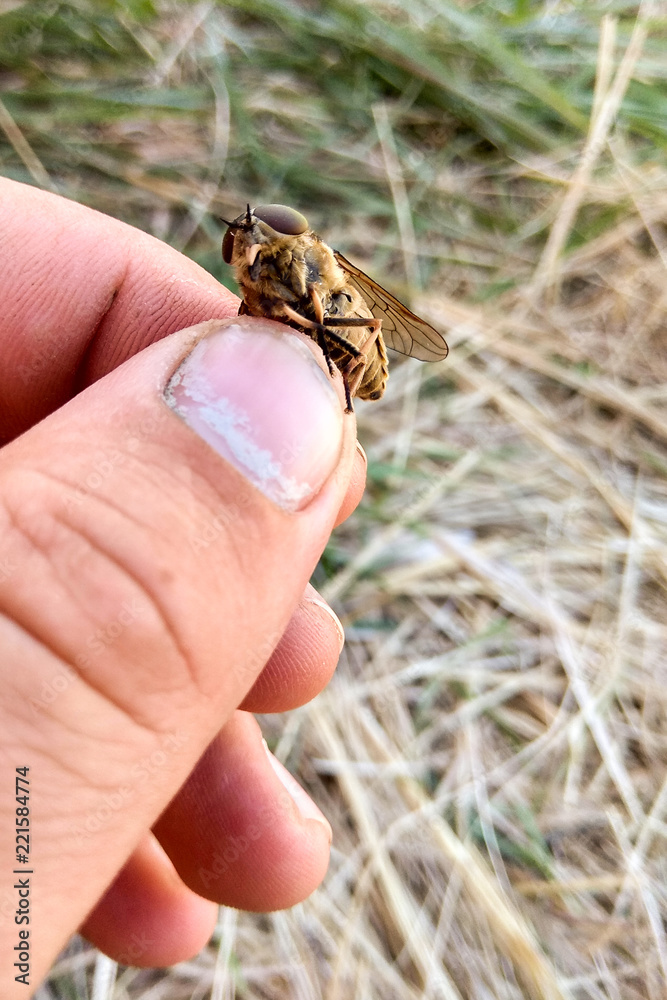Obraz premium Ugly Diptera Fly Insect Isolated on White Background