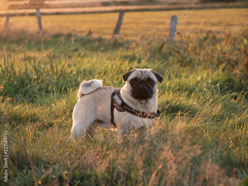 mops