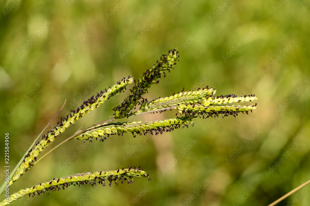 Naklejka premium herbe verte