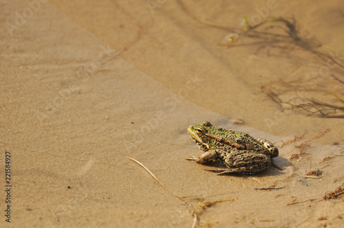 Green frog sitting on yellow sand near the water