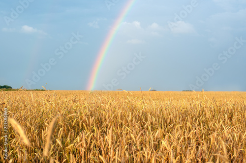 Landscape with a rainbow after the rain and the wheat field with Golden ears