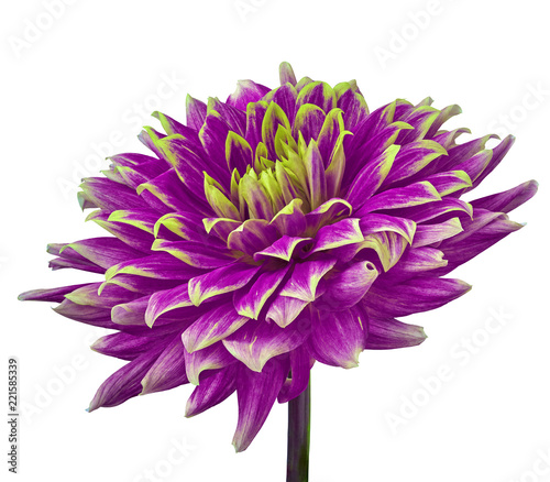 Fototapeta Naklejka Na Ścianę i Meble -  purple lemon (yellow) dahlia flower isolated on a white  background. Close-up. Flower on a stem. Nature.