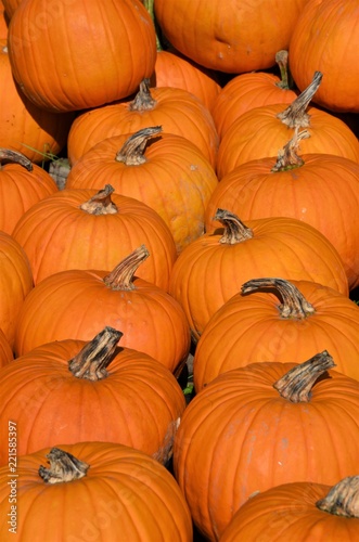 many pumpkins close up