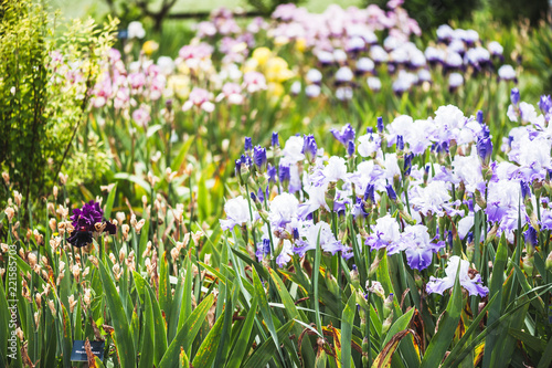 Parterre d iris color  