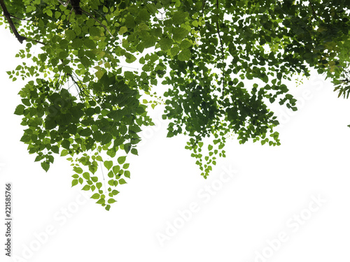 beautiful green leaves on white background with clipping path , copy space