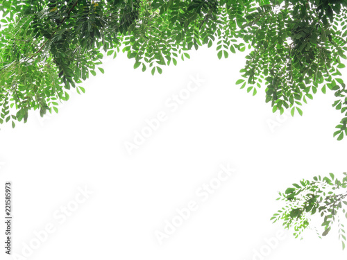 green leaves on white background with clipping path , copy space
