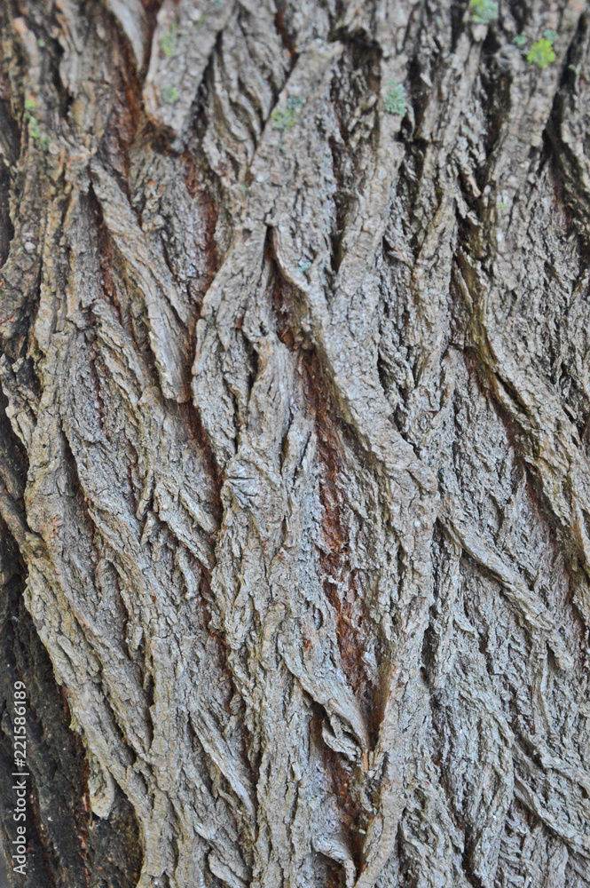 bark of tree
