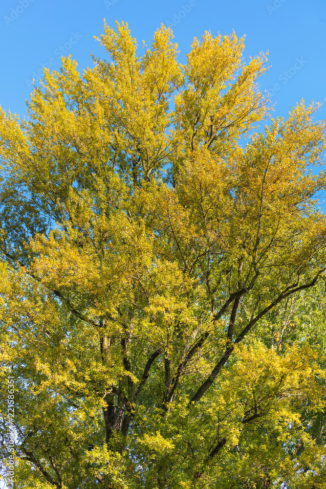 A tree with yellow leaves against clear blue sky on a sunny day in autumn A tree with yellow leaves against clear blue sky on a sunny day in autumn