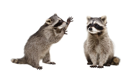 Two funny raccoons, isolated on white background