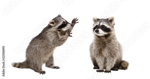 Two funny raccoons, isolated on white background