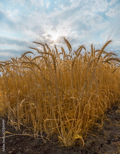 Ripe wheat. Harvest of bread. Ears. Wheat in the south of Russia, Stavropol Territory. A large species of ears.