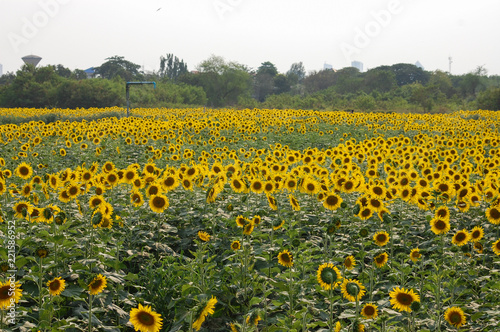Fresh Sunflower in the field