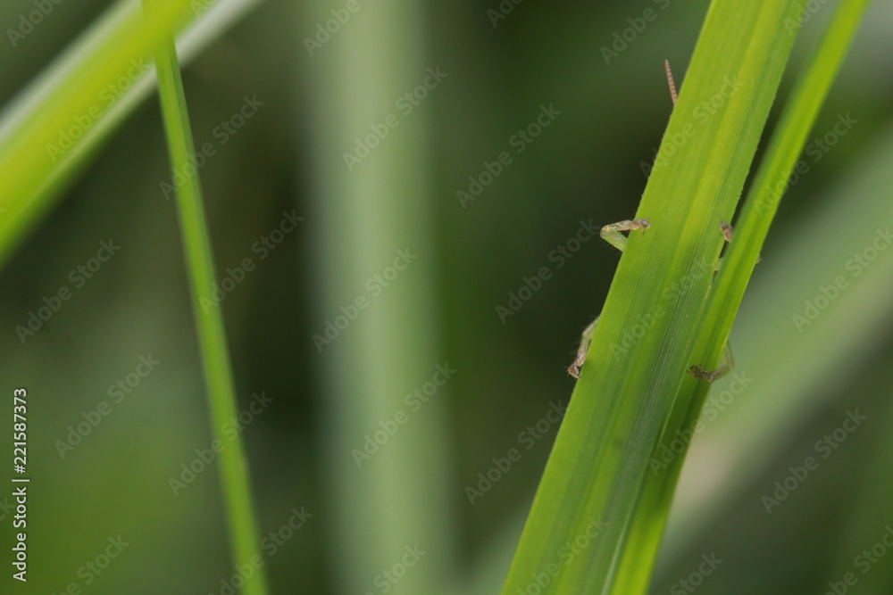 Close up small green grasshopper on grass leaf Close up small green grasshopper on grass leaf