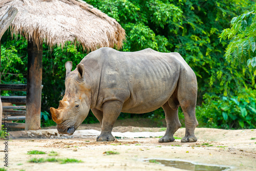 rhinoceros in a zoo THAILAND