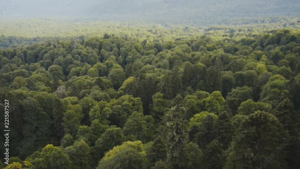 Forest views from the cliff