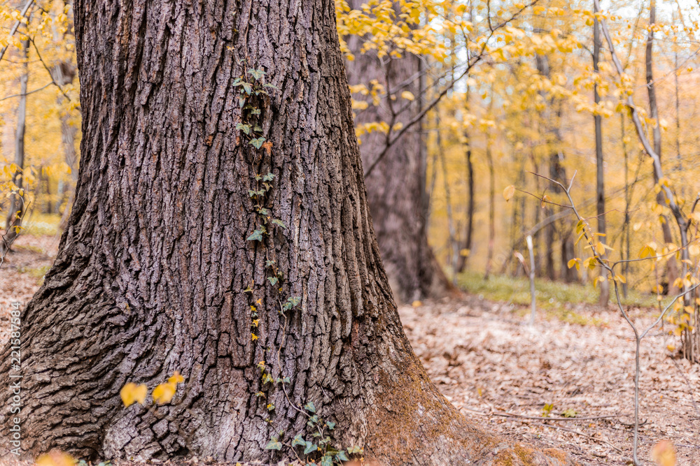 Fototapeta premium Tree in the autumn forest