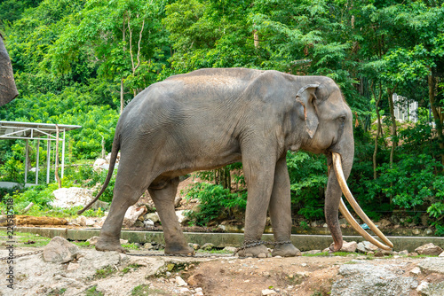  Elephant