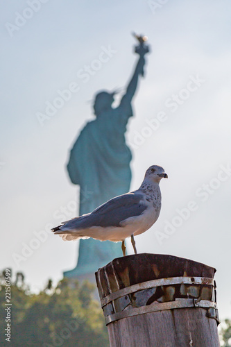 A seagull perched on a wooden post, with the Statue of Liberty behind