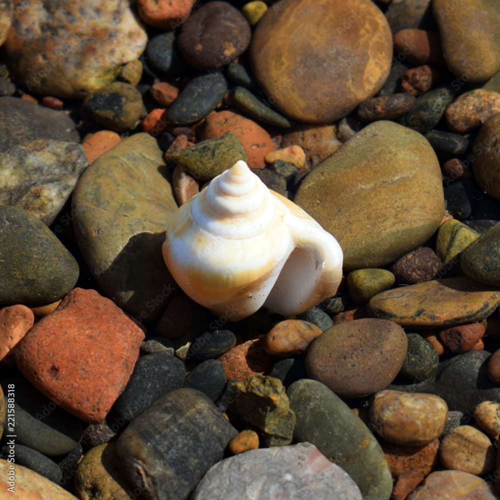Decorative seashell on the seashore, on multi-colored stones. Riverside. The beach on the ocean.