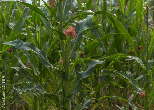 Green corn. Field of corn in the south of Russia. Green fields. Corns of corn.