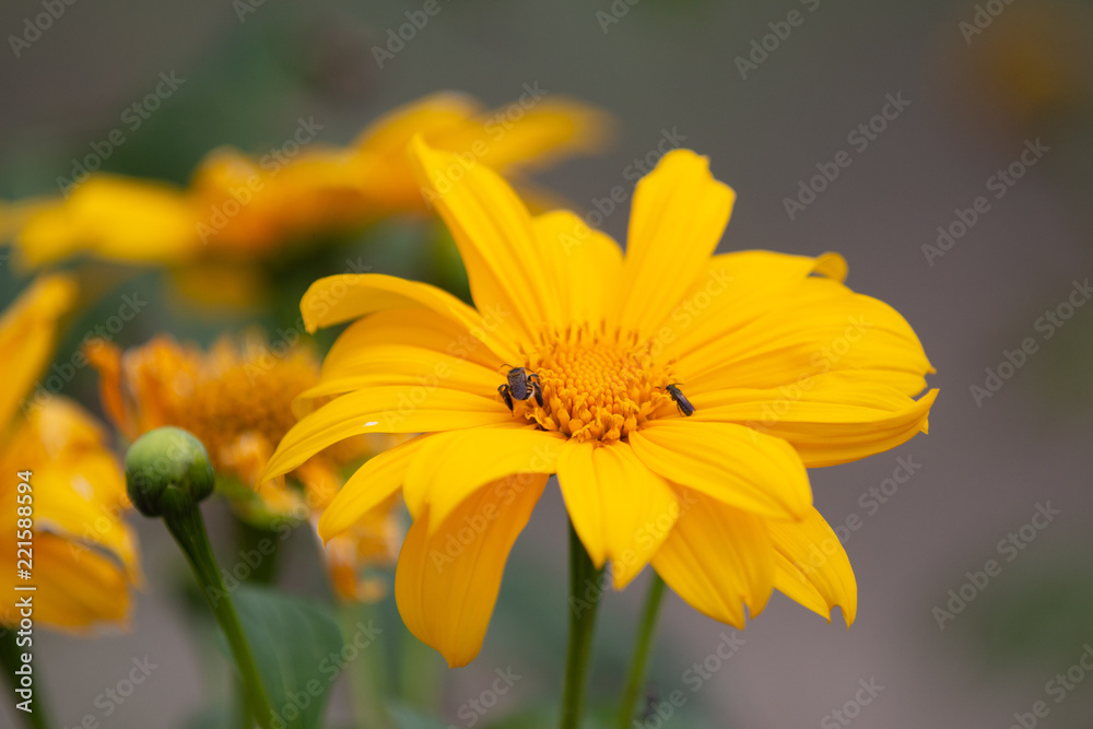 Obraz premium girasol sunflower