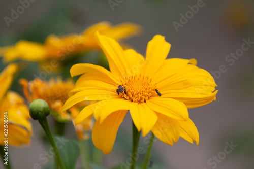 girasol sunflower