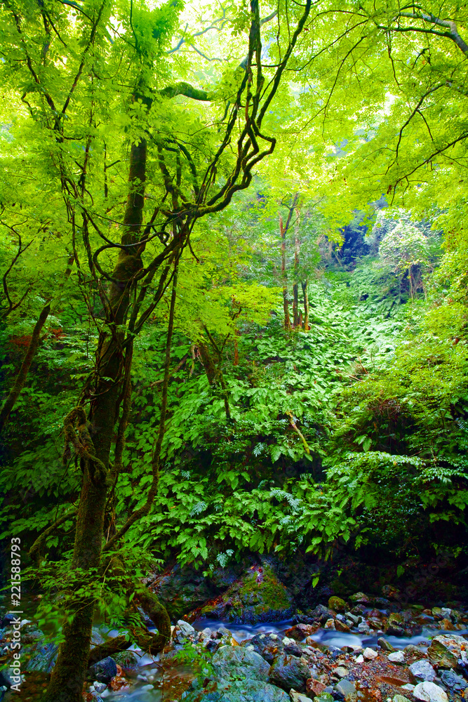 蒸し暑い夏の終わりの午後、苔むした森の入口にて Stock-Foto | Adobe Stock