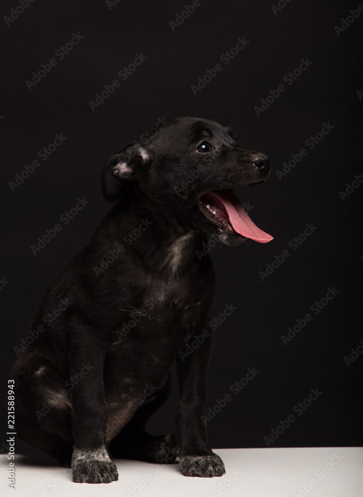 one mongrel dog puppy on a black background. studio shot one mongrel dog puppy on a black background. studio shot
