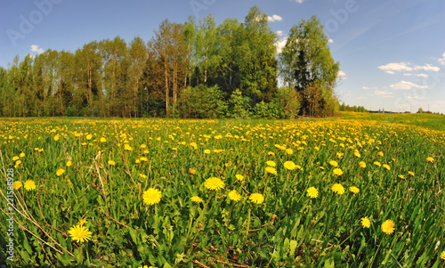 Fototapeta Naklejka Na Ścianę i Meble -  Spring in Radonezh, Moscow region, Russia