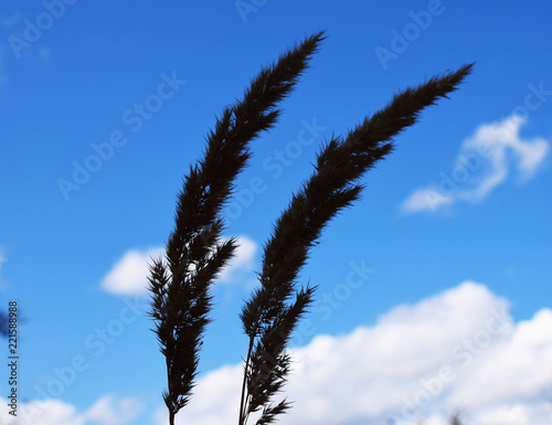 Grass on blue sky background. The stalks of wheat spikes in the field.