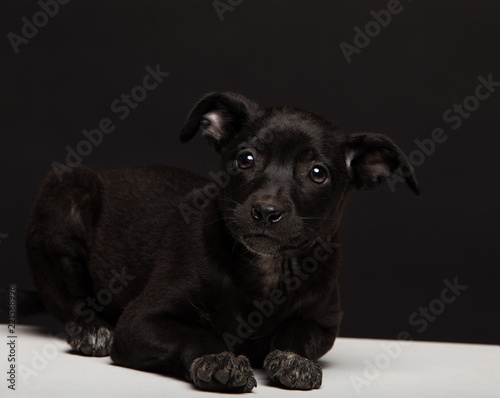 one mongrel dog puppy on a black background. studio shot