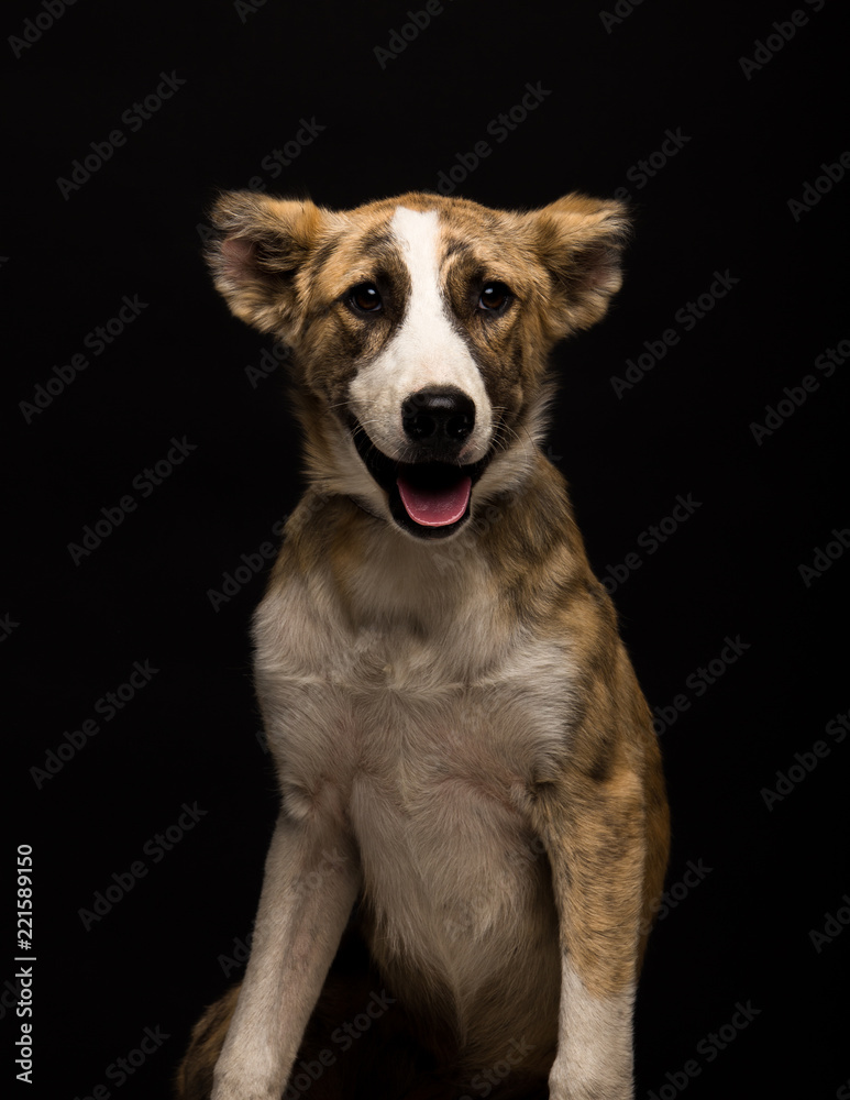 one mongrel dog on a black background. studio shot