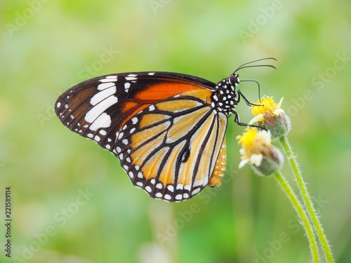 Orange butterfly on grass flower white yellow. Blur the natural background in green tones. In the concept of insects and poultry.