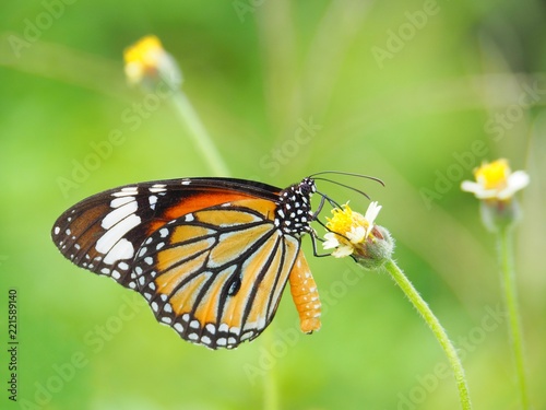 Orange butterfly on grass flower white yellow. Blur the natural background in green tones. In the concept of insects and poultry.