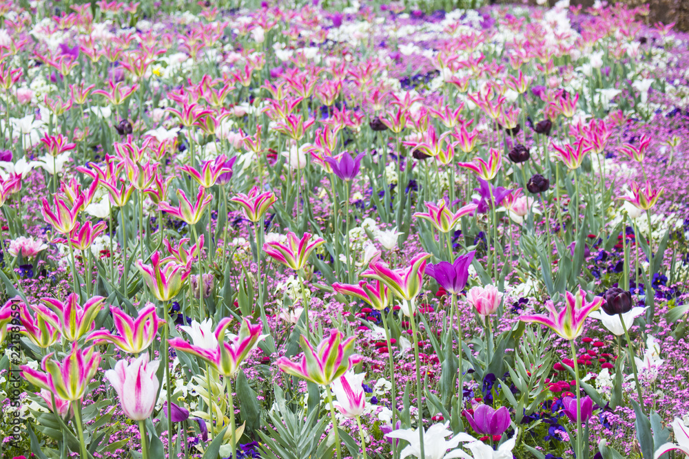 Naklejka premium Holland tulip and tulpia flowers