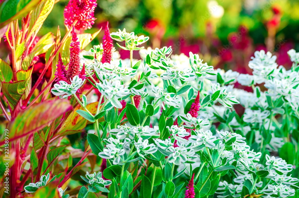 Obraz premium A variety of flowers and shrubs growing on flower beds.