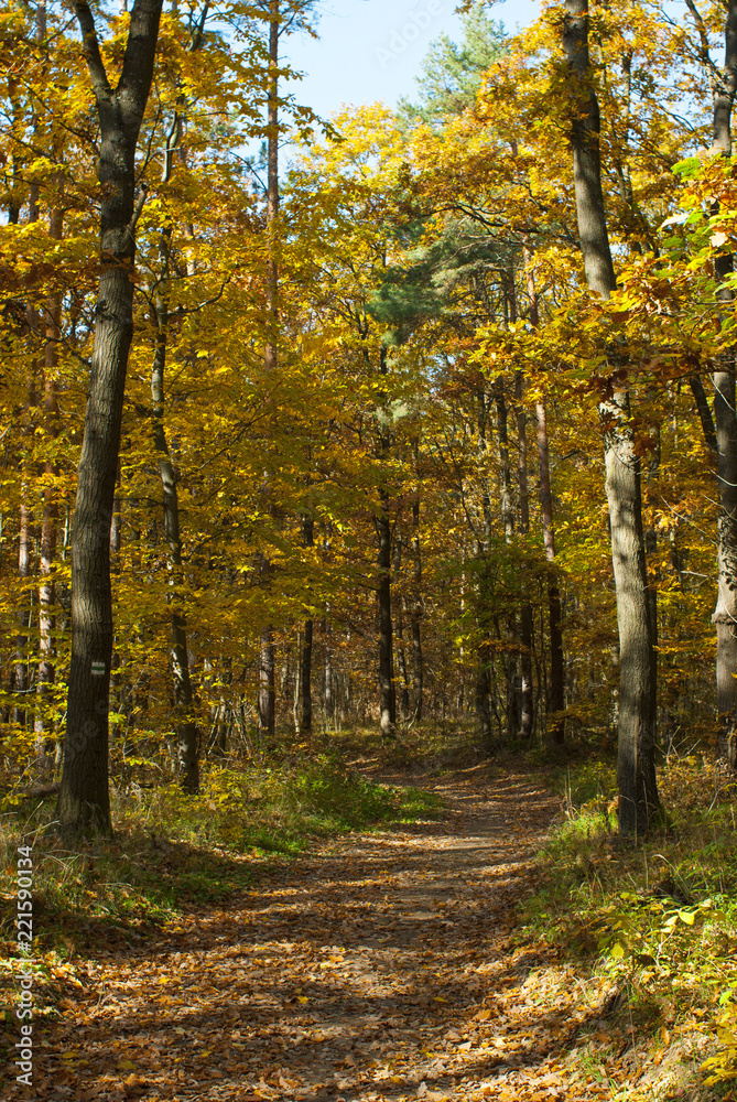 Obraz premium autumn path in a forest