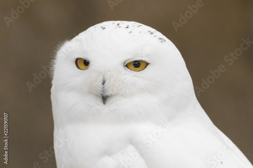 Snowy Owl Portrait © chbaum