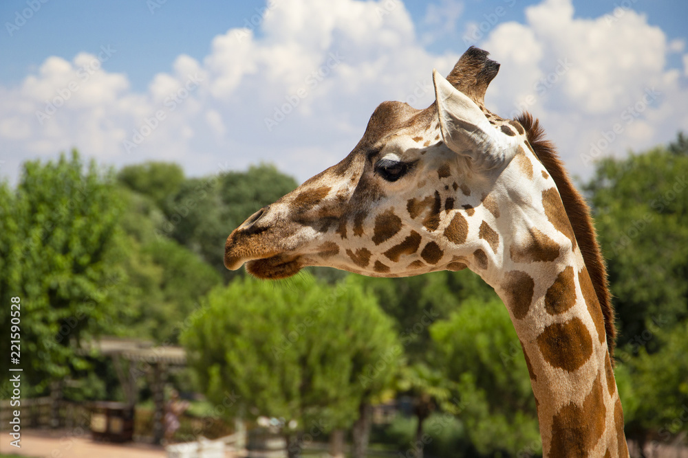 Obraz premium giraffes with cute and fun faces