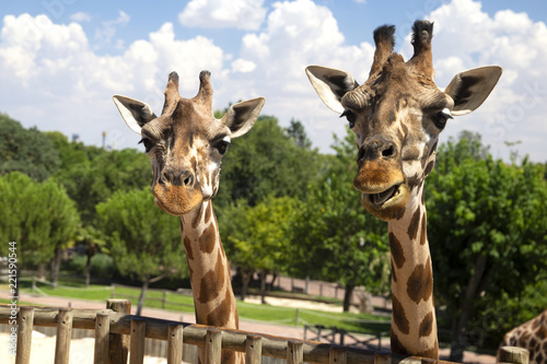 Fototapeta Naklejka Na Ścianę i Meble -  giraffes with cute and fun faces