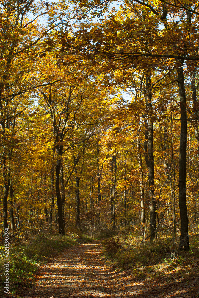 autumn path in a forest