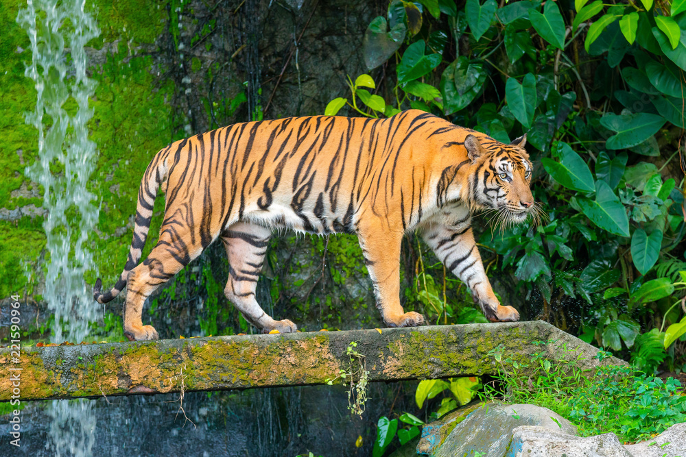 Obraz premium tiger