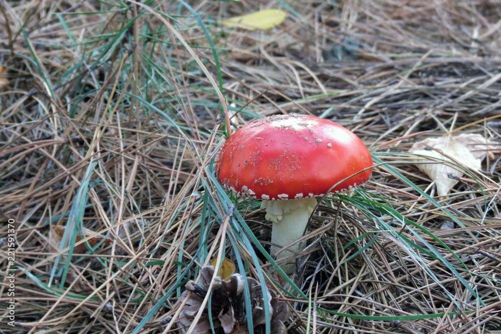 red fly agaric in a pine forest red fly agaric in a pine forest