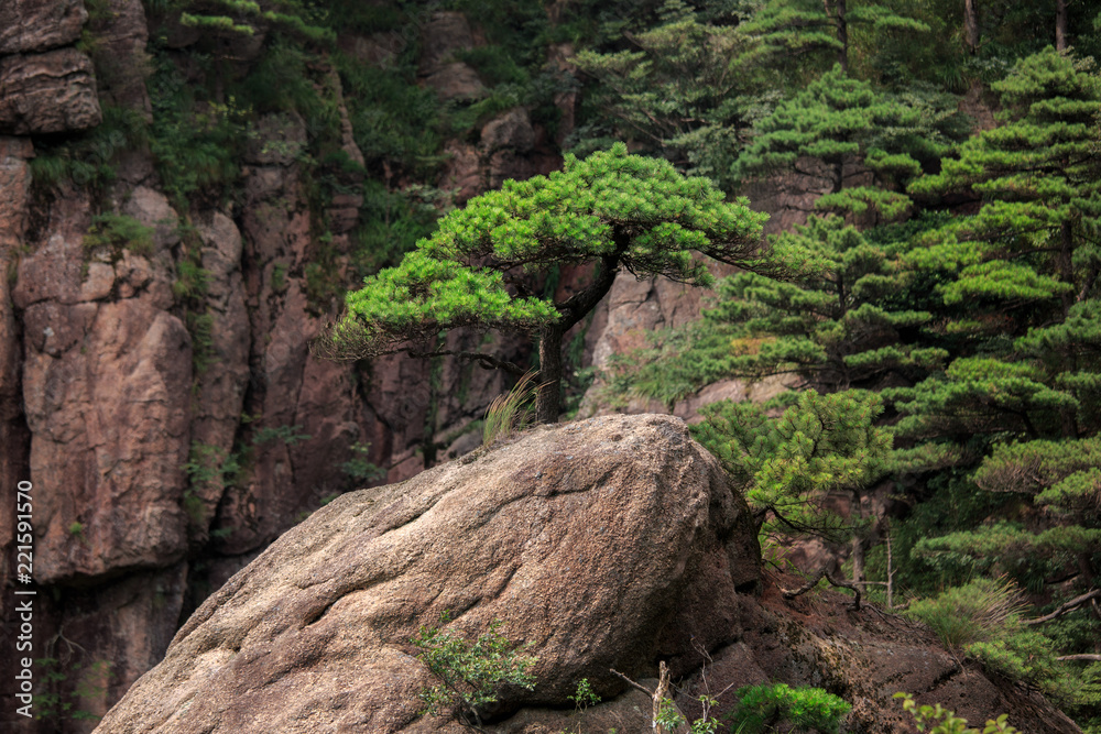 Exotic Isolated Ancient Pine Tree at Sanqingshan, Mount Sanqing National Park - Jiangxi Province China. National Geopark and Sacred Taoist Mountain, UNESCO World Heritage. Forest scenic area